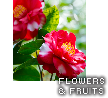 FLOWERS & FRUITS