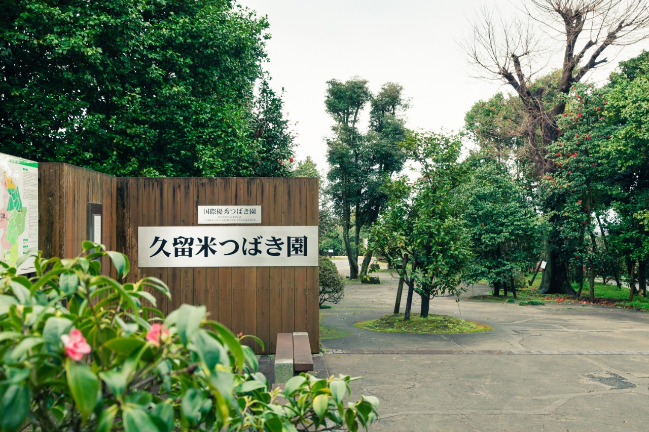 Kurume Camellia Garden Photo Gallery Kurume City Official Tourism Guide