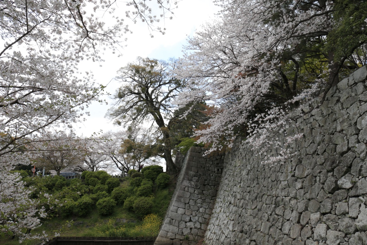 久留米城跡の桜画像