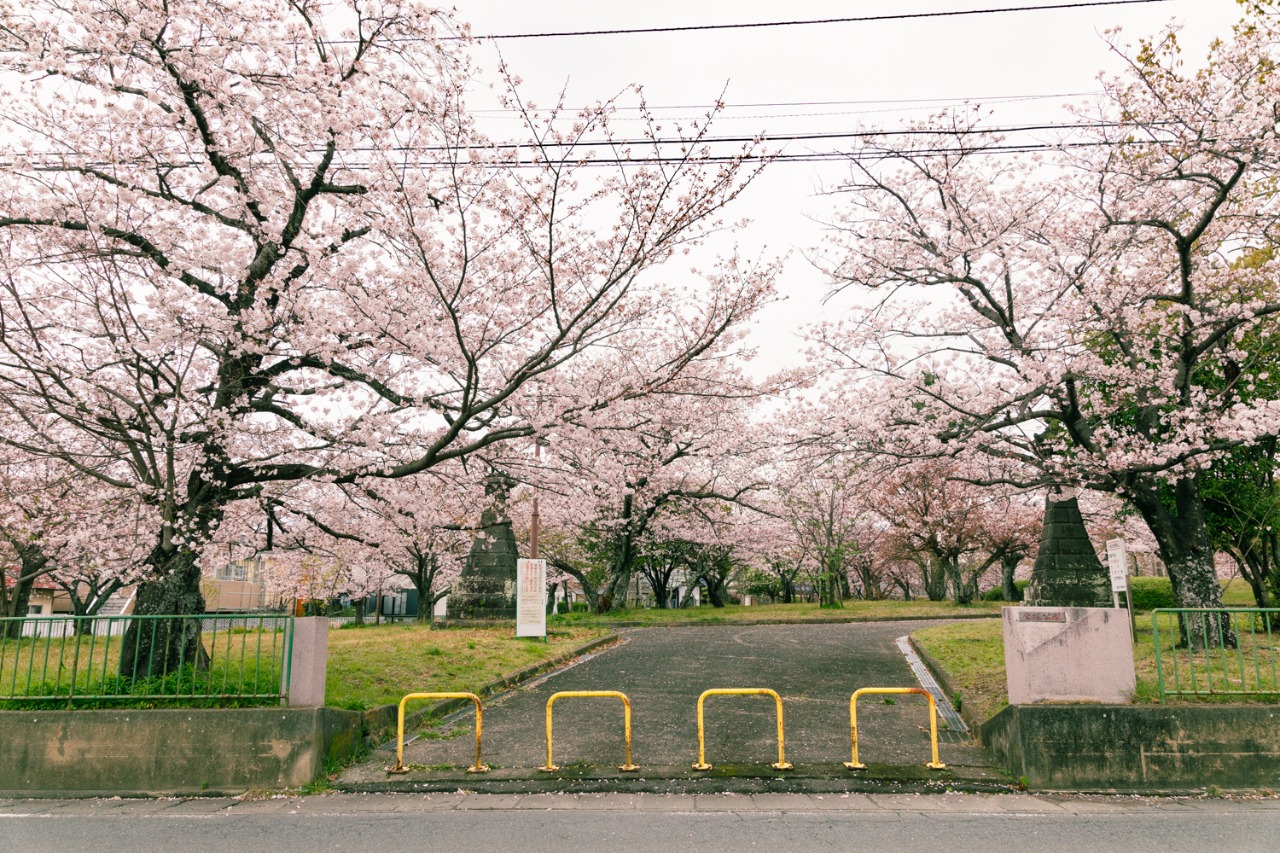 鷲塚公園入口の桜