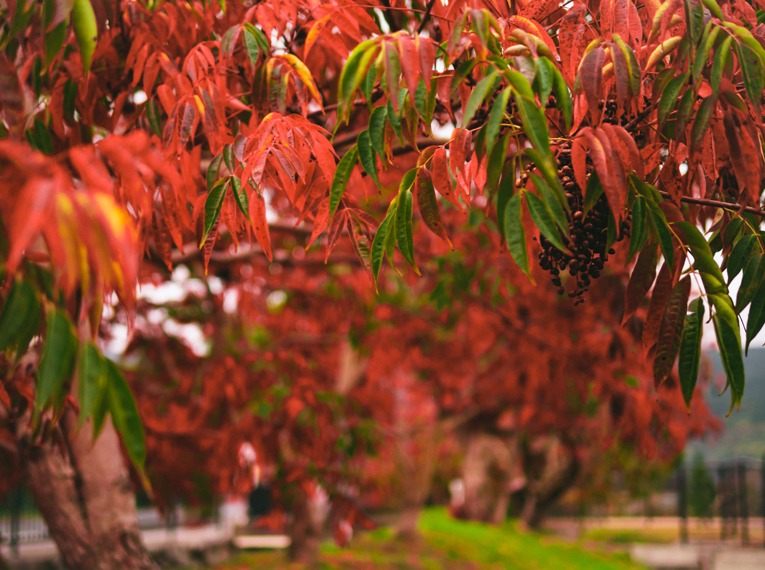 柳坂曽根の櫨並木の画像