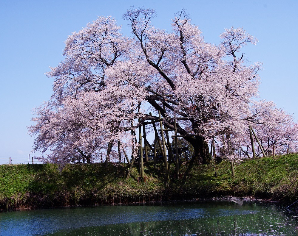 浅井の一本桜の画像