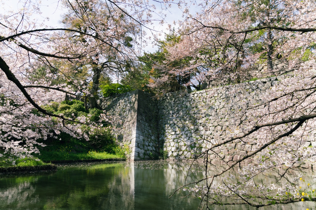 久留米城跡の石垣と桜の様子
