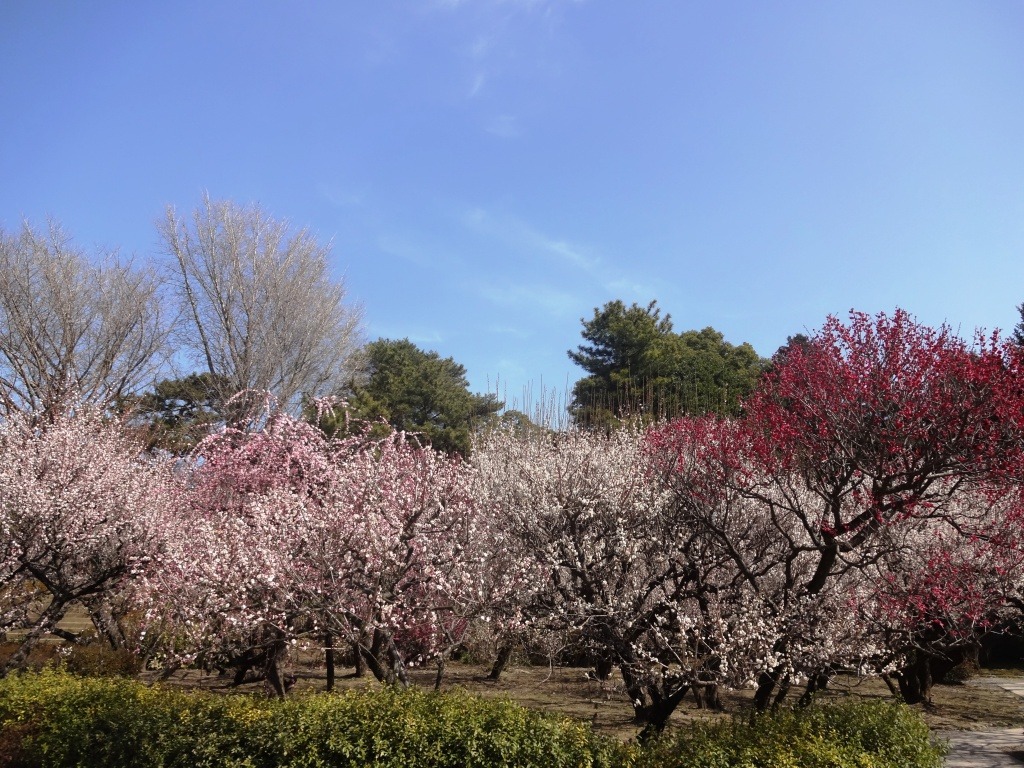 Plum Blossoms in Bairin-ji Temple garden