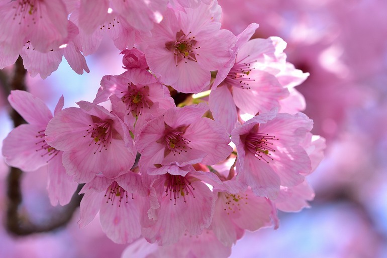 鷲塚公園の桜