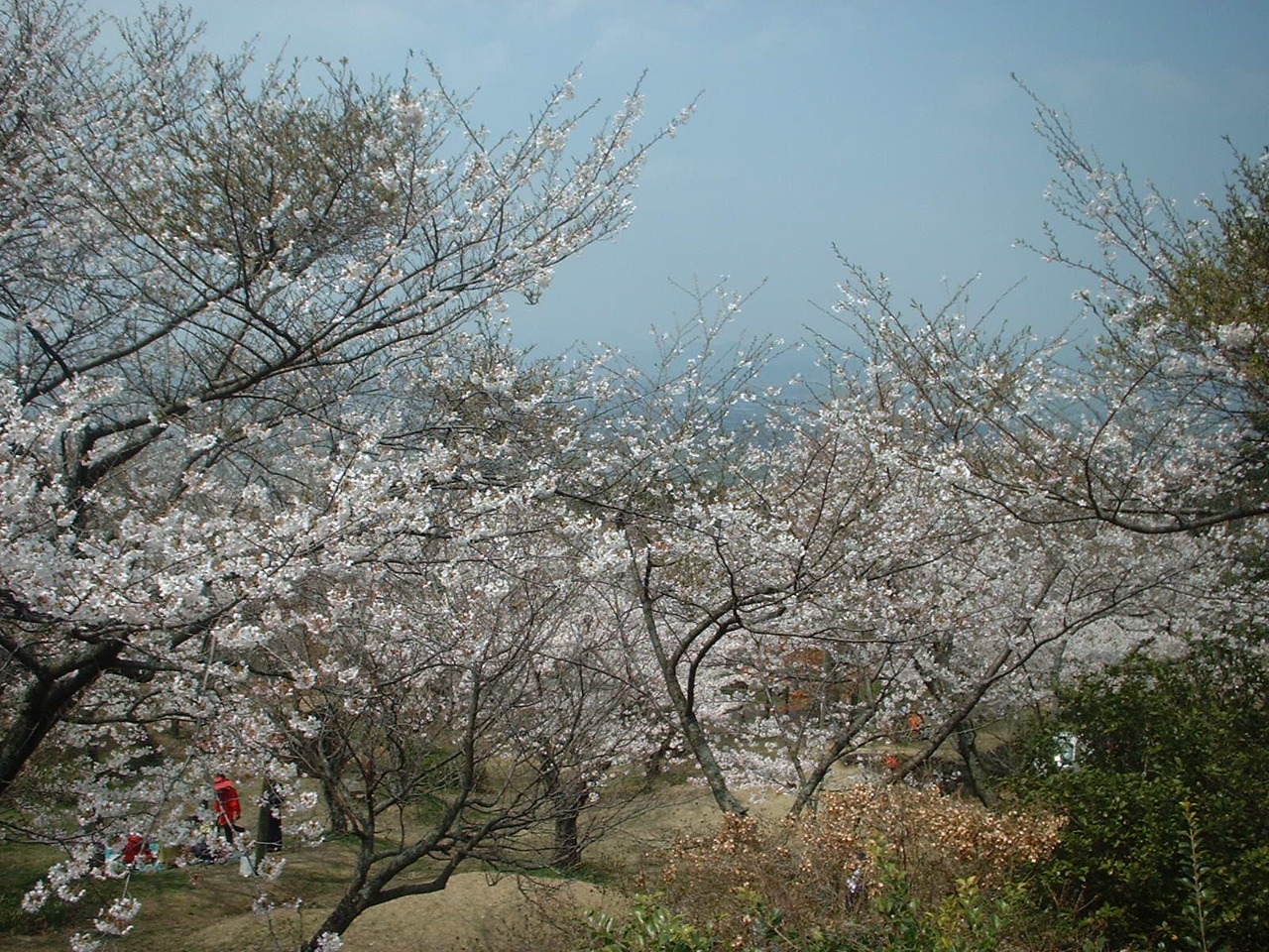 平原公園の桜
