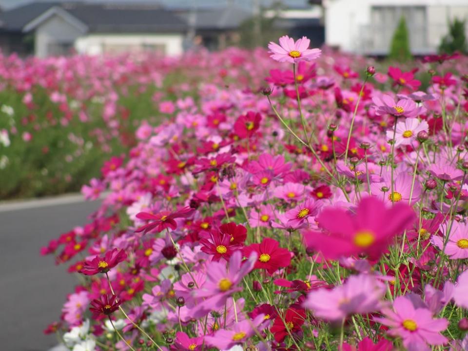 写真：コスモス街道に咲くコスモス