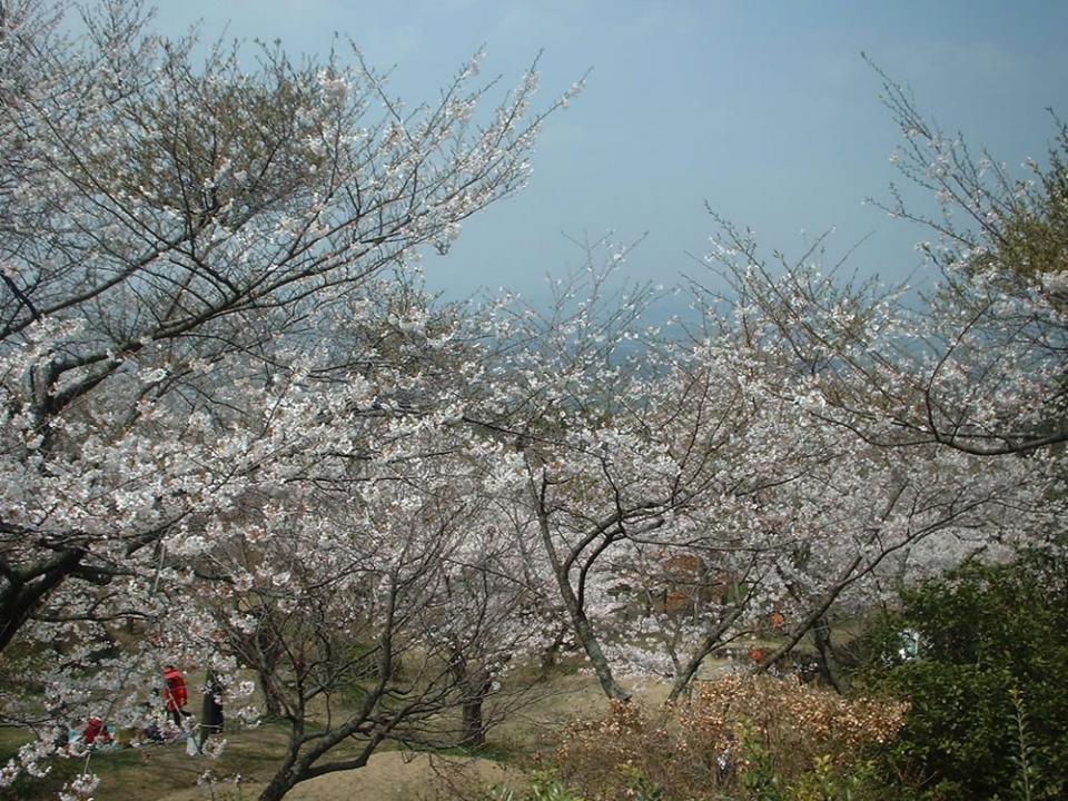 写真：田主丸平原（ﾋﾗﾊﾞﾙ）古墳公園に咲く桜