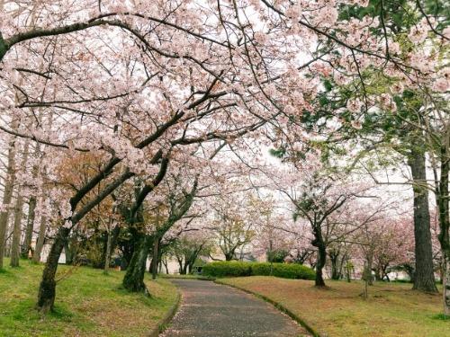 写真：鷲塚公園に咲く桜