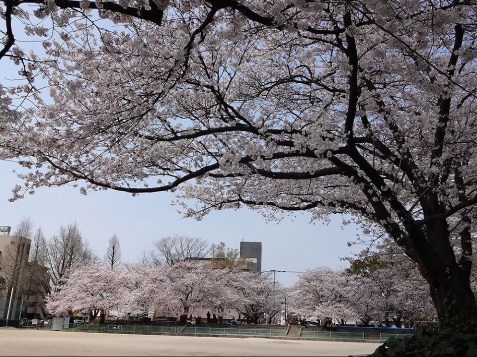 写真：小頭町公園に咲く桜