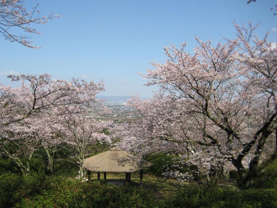 写真：発心公園に咲く桜