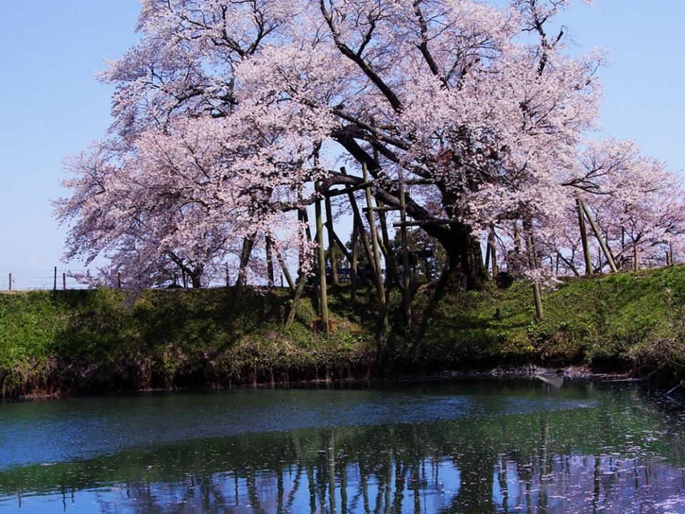 写真：浅井の一本桜