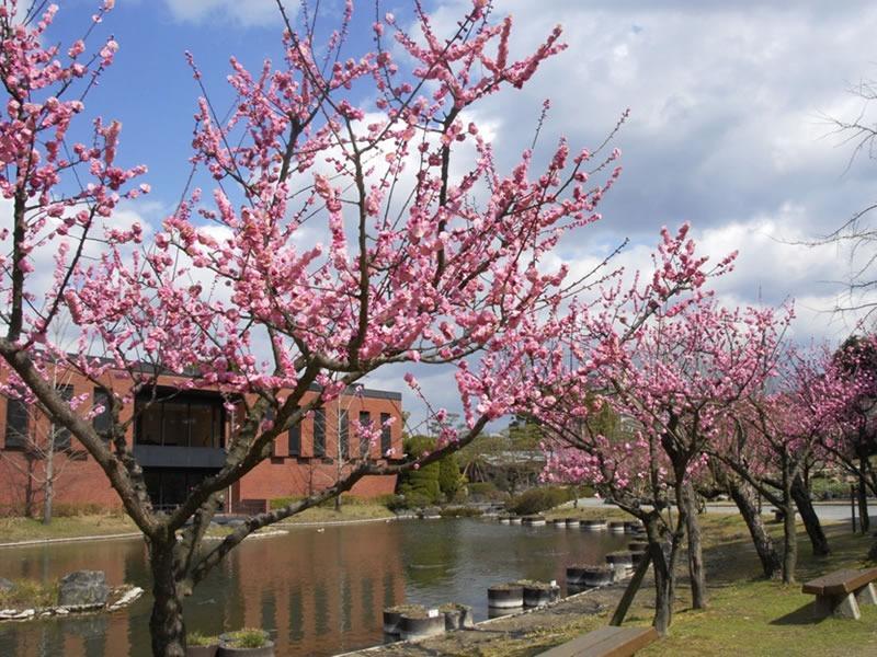 写真：石橋文化センターに咲く梅