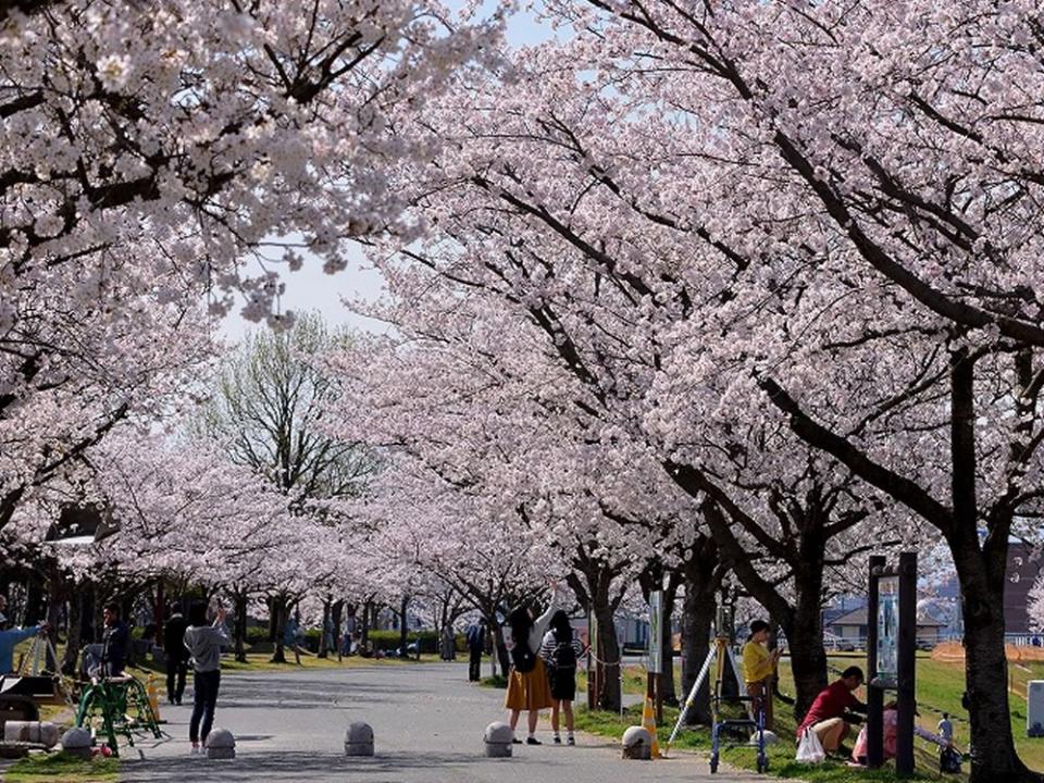 写真：久留米百年公園に咲く桜