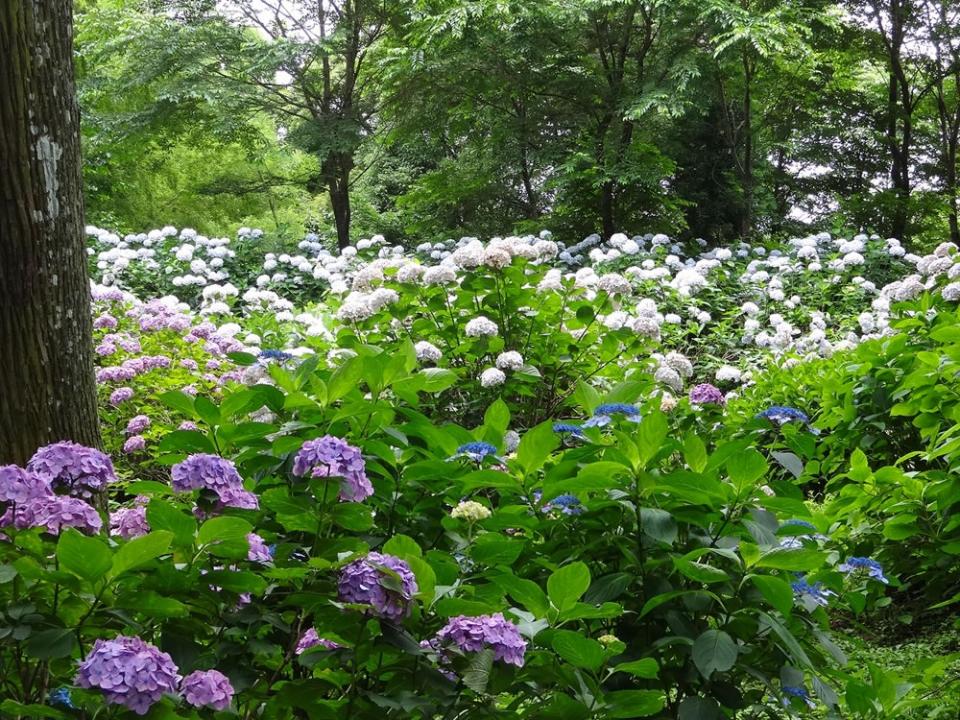 写真：高良山あじさい園に咲くアジサイ