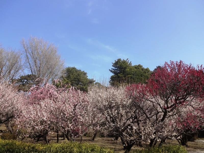 写真：梅林寺外苑に咲く梅