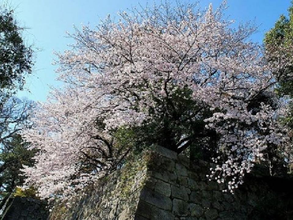 写真：久留米城跡に咲く桜