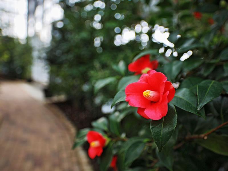 写真：久留米市世界のつばき館に咲く椿