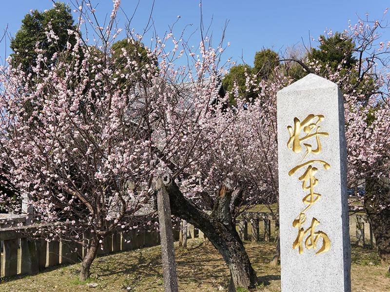 写真：宮ノ陣神社に咲く梅