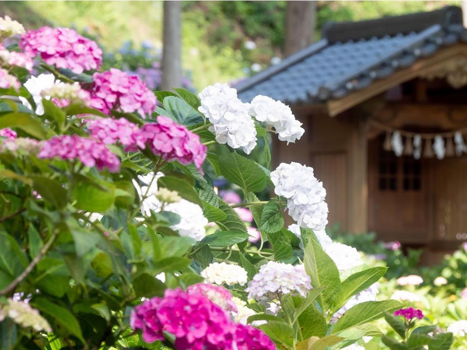 写真：千光寺に咲くアジサイ