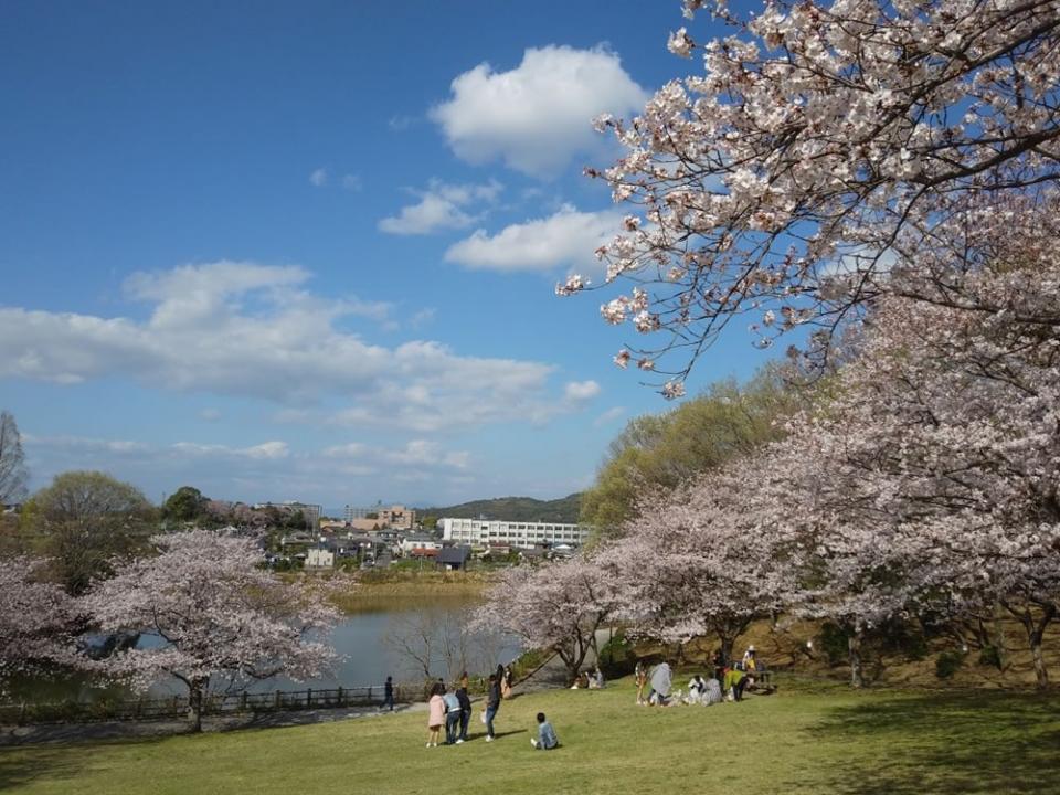 写真：浦山公園に咲く桜