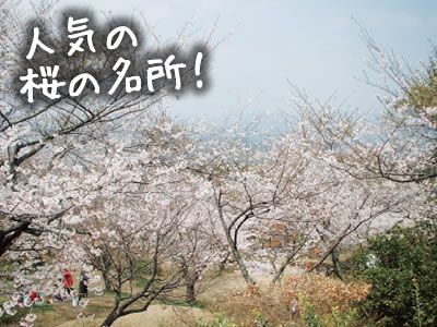 人気の桜の名所！