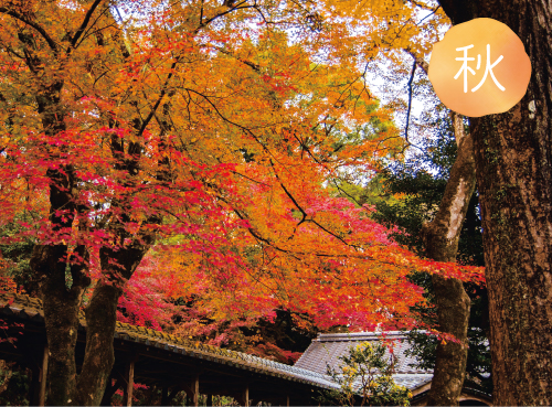 写真：永勝寺の紅葉